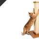Image for article titled Make Your Cat Hate You a Little Less With This Popular Scratching Post